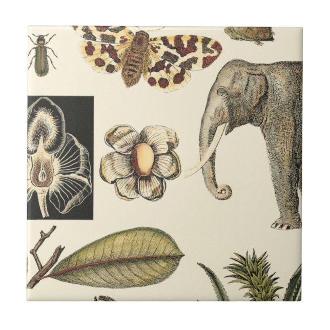 Assorted Animals Painted on Cream Background Tile (Front)