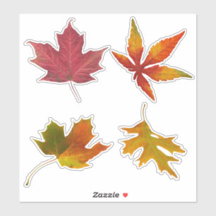 Assorted Autumn Leaves