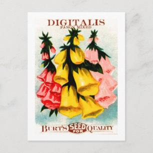 Assorted Digitalis Foxglove Seed Packet Postcard