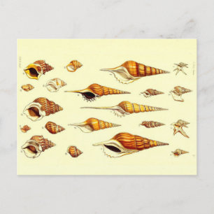 Assorted Sea Shells Zoological Sketch Postcard