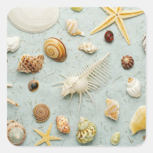 Assorted seashells on blue background square sticker