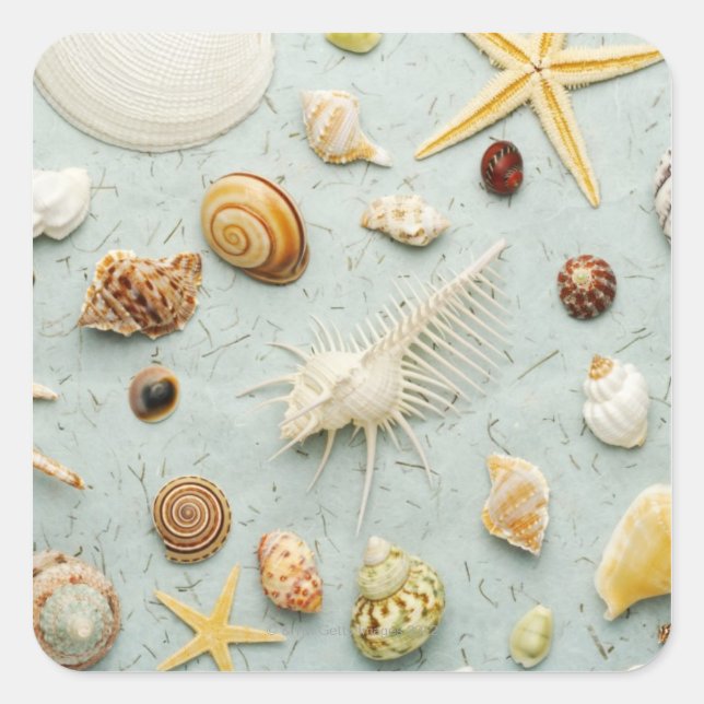 Assorted seashells on blue background square sticker (Front)