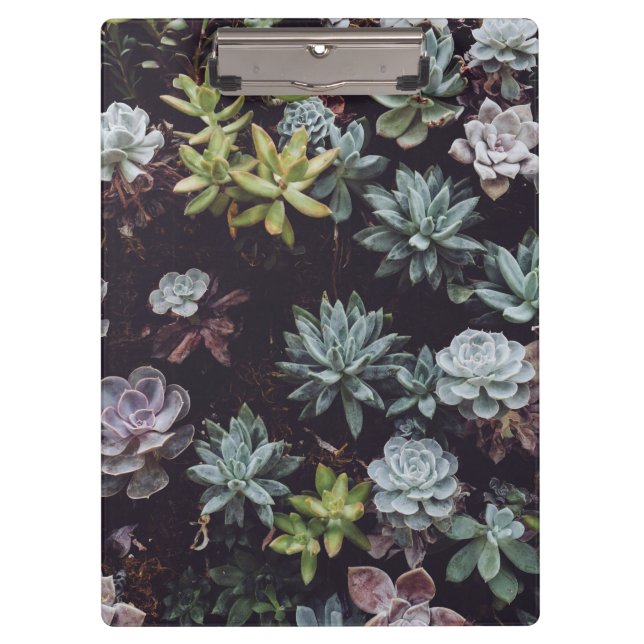 Assortment of Small Succulent Plants Clipboard (Front)