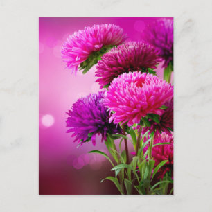 Aster Autumn Flowers Art Design Postcard