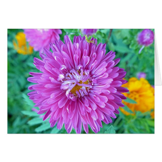 Aster avec araignée de crabe (Devant horizontal)