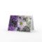 Aster Dream