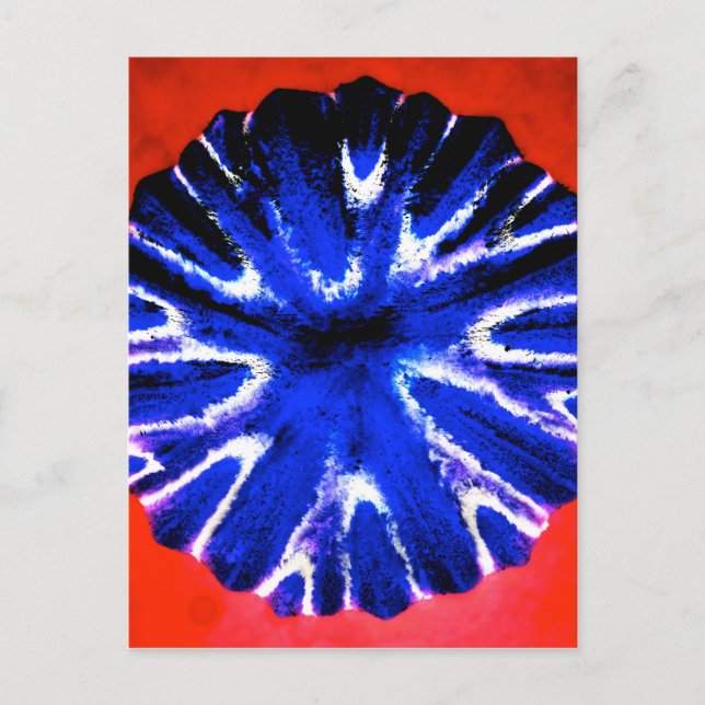Aster Flower Art Postcard (Front)