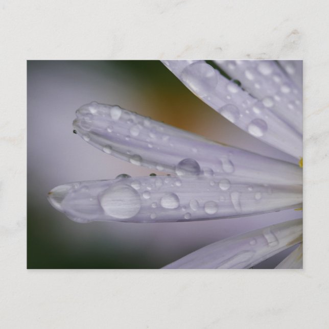 Aster Flower Postcard (Front)