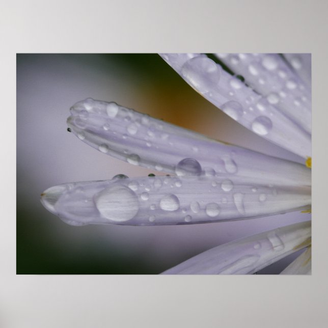 Aster Flower Poster (Front)