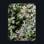 ASTER FLOWERS MAGNET<br><div class="desc">An art design of aster schreberi flowers.</div>
