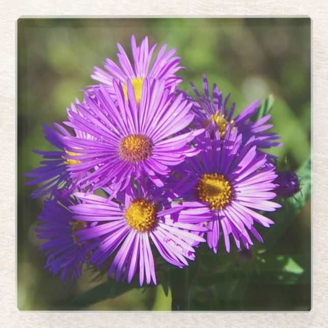 Aster glass coaster (Front)