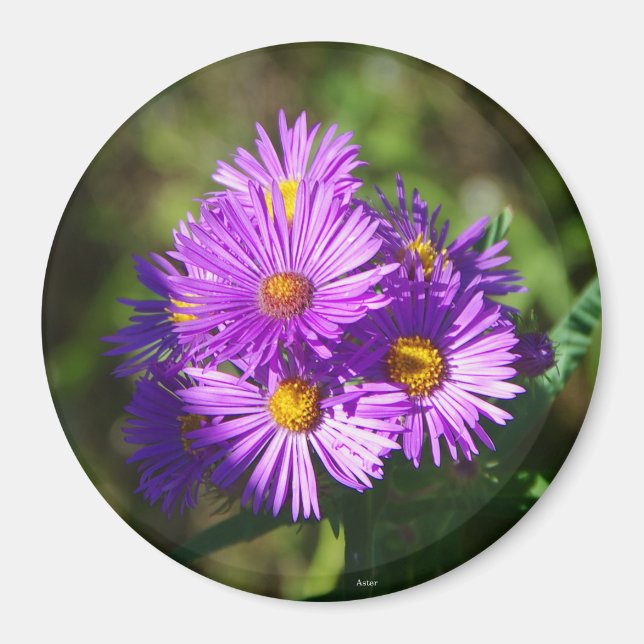 Aster magnet (Front)