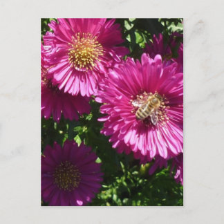 Aster Pink - Carte postale