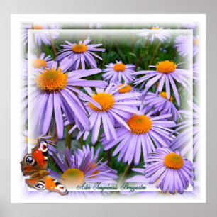 Aster ~ Poster