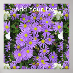 Aster Purple Yellow Green Poster
