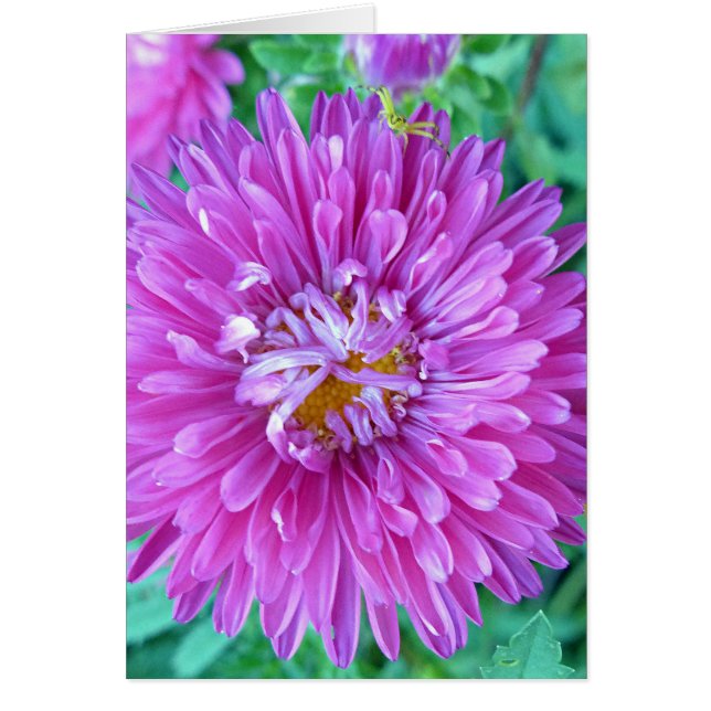 Aster with Crab Spider (Front)