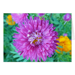 Aster with Crab Spider