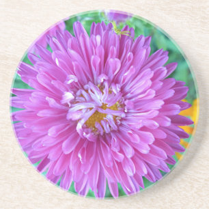 Aster with Crab Spider Coaster