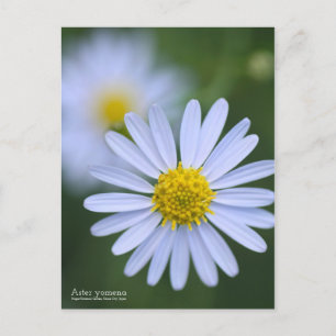 Aster yomena : Carte postale