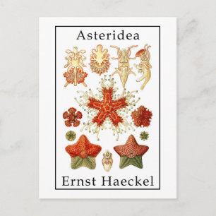 Asteridea by Ernst Haeckel Postcard