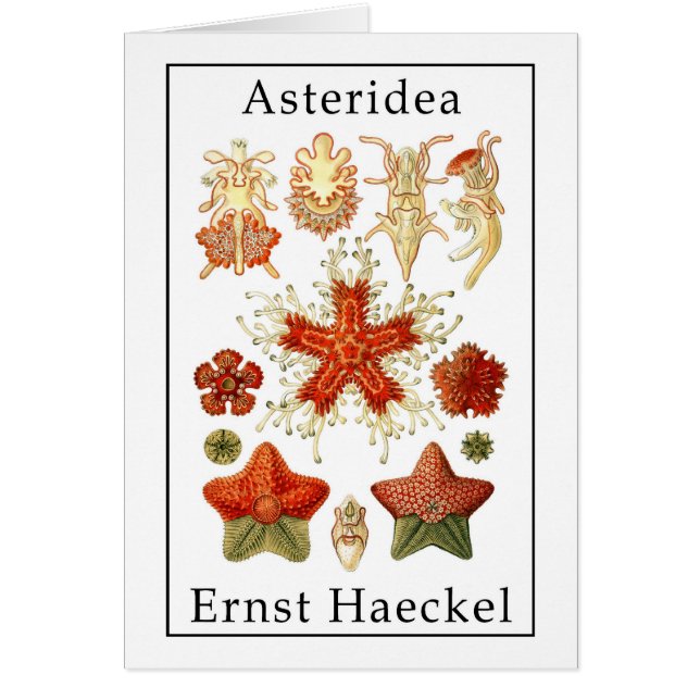 Asteridea par Ernst Haeckel (Devant)