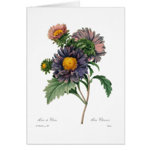 Asters