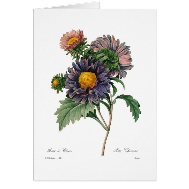 Asters (Front)