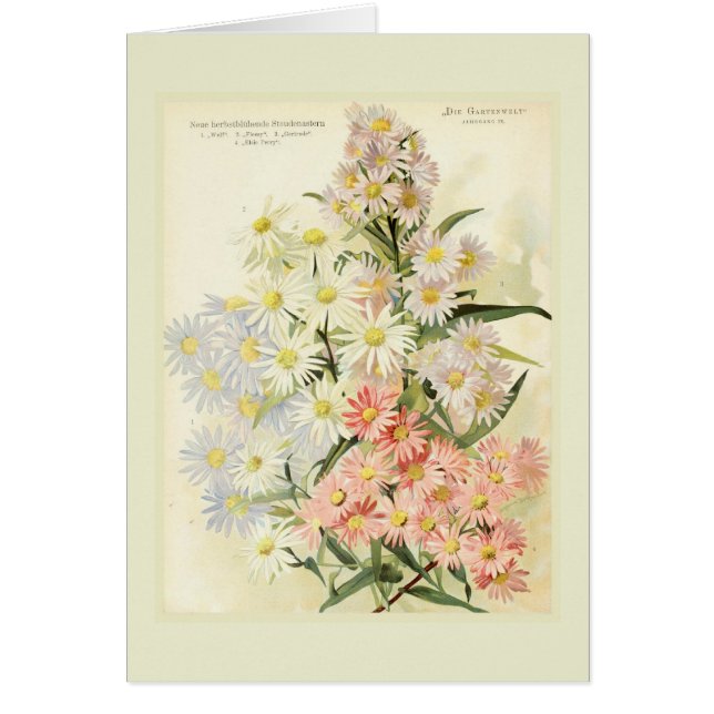 Asters (marguerite de Michaelmas) (Devant)