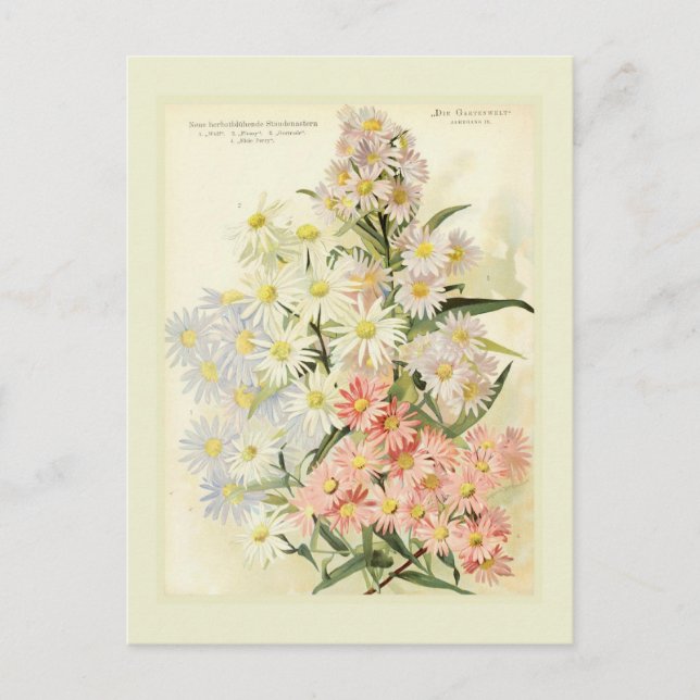 Asters (Michaelmas daisy) Postcard (Front)