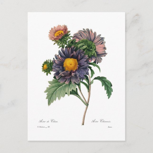 Asters Postcard (Front)