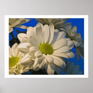 Asters Poster