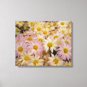 Asters sur toile enroulée