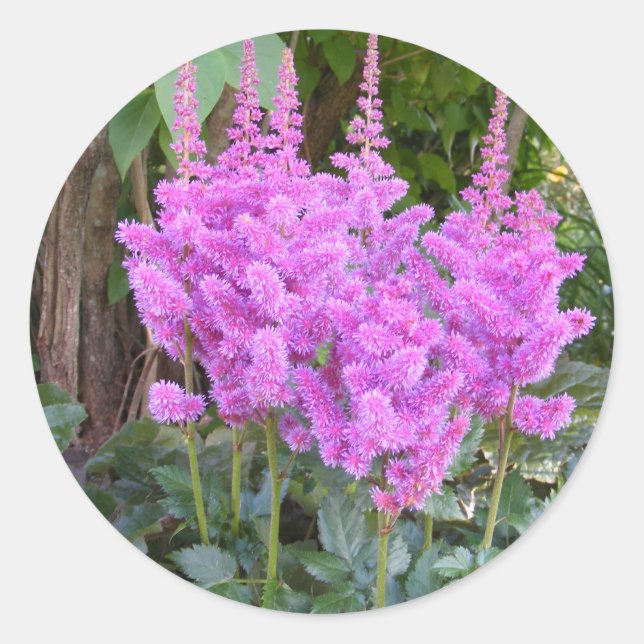 Astilbe ~ autocollant (Devant)