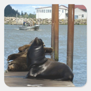 Astoria Oregon Sealions Square Sticker