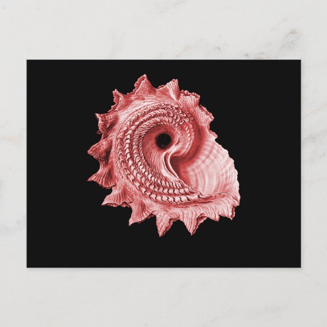 Astraea heliotropium postcard (Front)