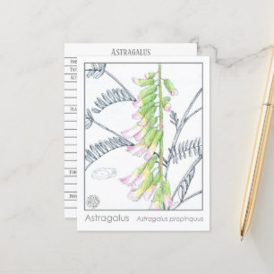 Astragalus Materia Medica Carte d'étude sur les pl