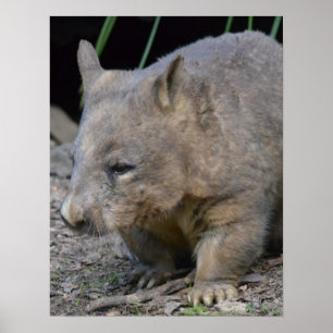 Astralian Wombat Poster