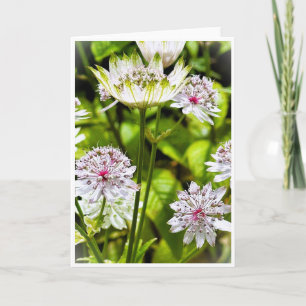 Astrantia Major, The Great Masterwort Blank Card