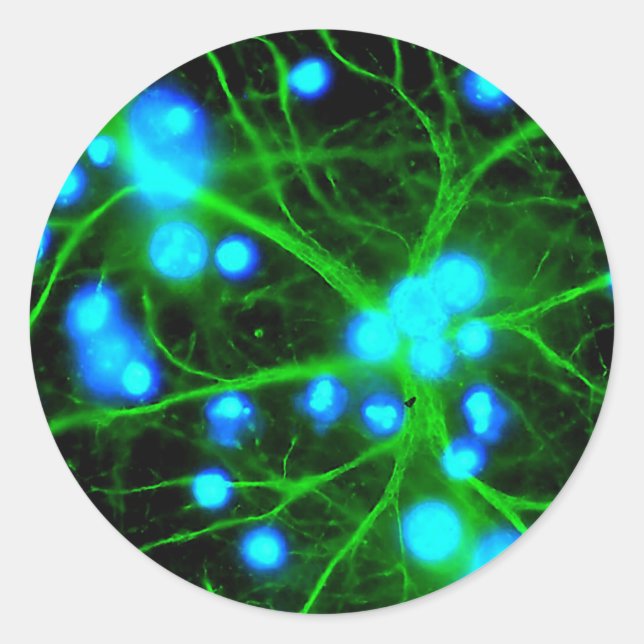 Astrocyte Are Star Shaped Glial Cells in the Brain Classic Round Sticker (Front)
