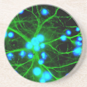 Astrocyte Are Star Shaped Glial Cells in the Brain Coaster