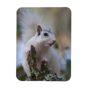 Astronaut Squirrel Magnet