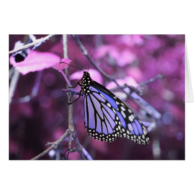 At Rest (Front Horizontal)