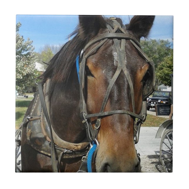 At the Library, Amish Horse and Buggy Tile (Front)