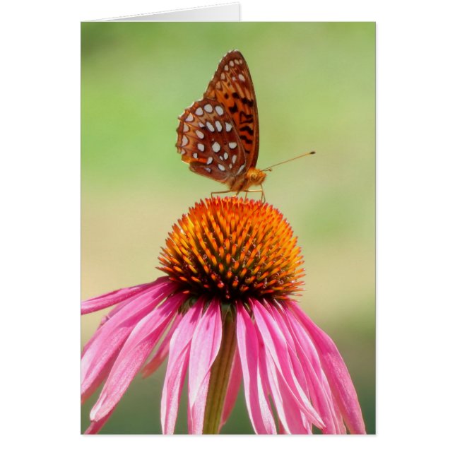 At The Top - Fritillary Butterfly (Front)