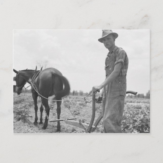 At Work in the Cotton Postcard (Front)