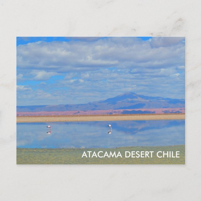 Atacama Desert, Flamingo Chile Postcard (Front)