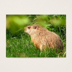 ATC de ~ de marmotte d'Amérique