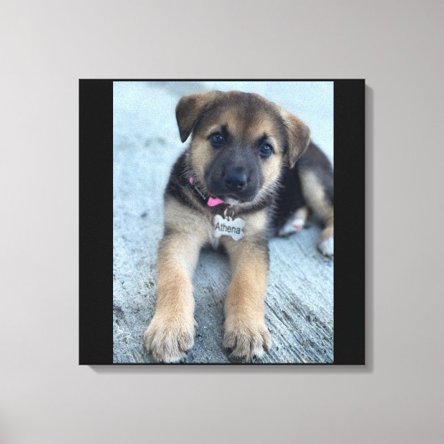 Athena puppy canvas print (Front)