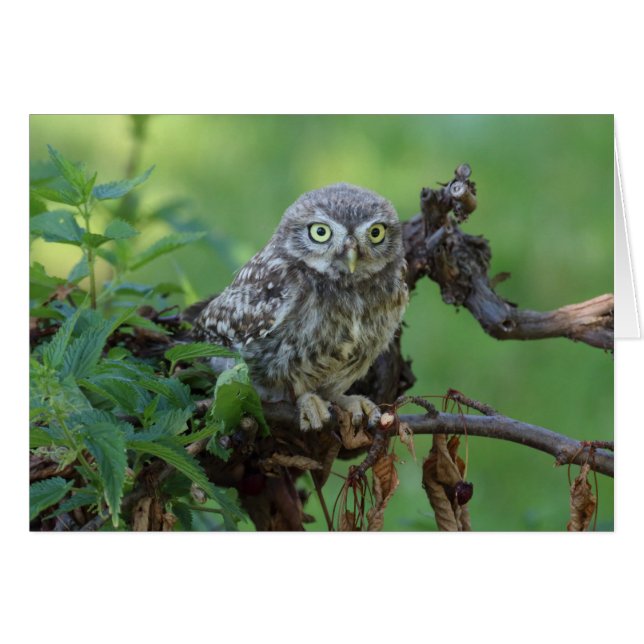 Athene noctua (Front Horizontal)