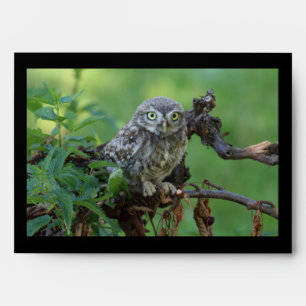 Athene noctua envelope